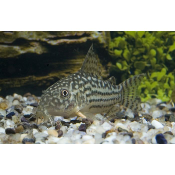 Corydoras Sterbai / Sterbas Panzerwels
