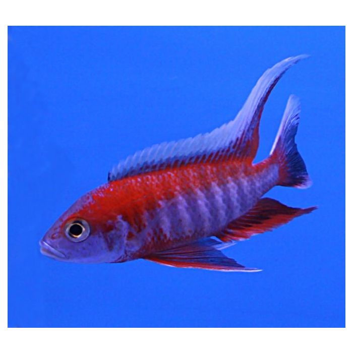 Aulonocara Jacobfreibergi Eureka-Rot