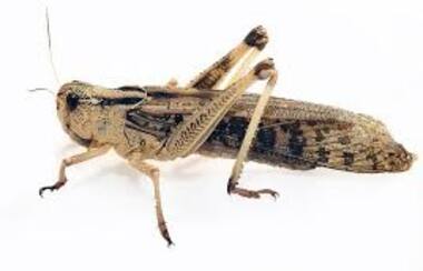 Sprinkhaan Volwassen