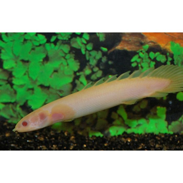 Polypterus Senegalus Albino / Kwastvinsnoek