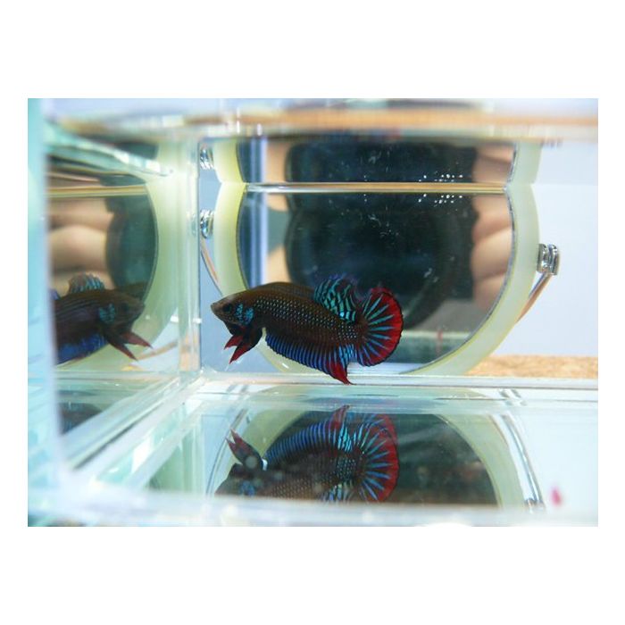 Betta Imbellis