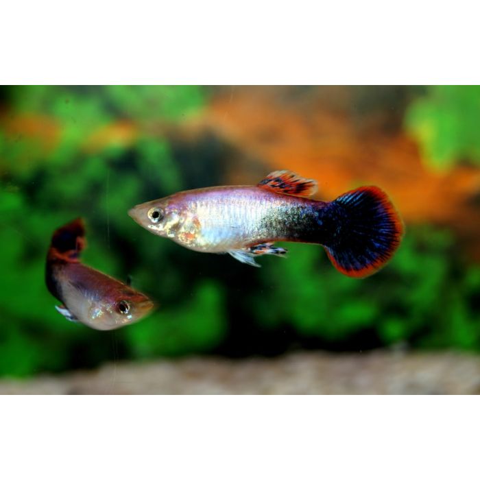 Poecilia reticulata Gup Man Pink Tuxedo