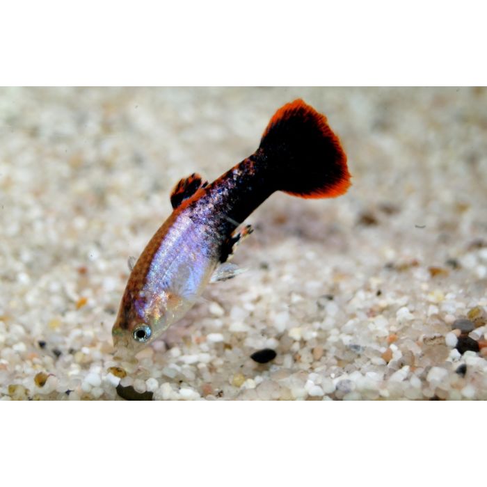 Poecilia Reticulata Gup Männlich Pink Tuxedo