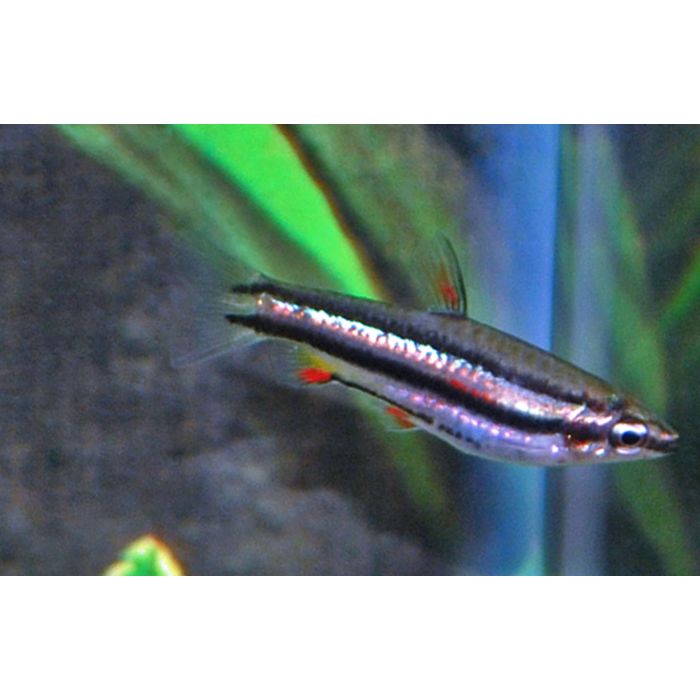 Nannostomus Marginatus / Zwerg-Bleistiftfisch