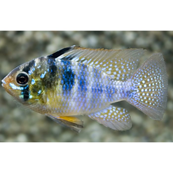 Mikrogeophagus Ramirezi / Antennebaarsje Wildvang