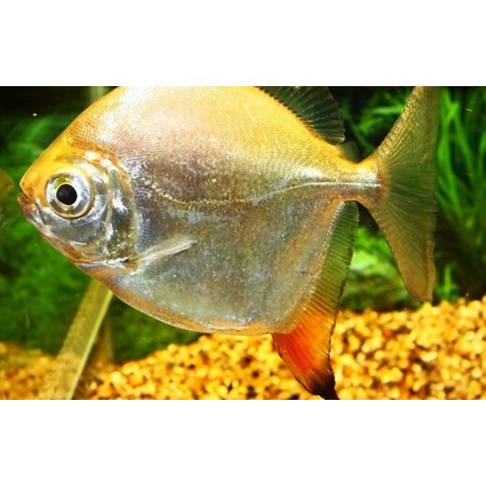 Myloplus Rubripinnis / Roter Haken-Scheibensalmler