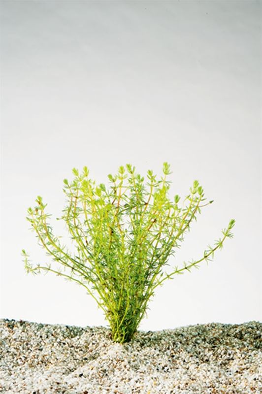 Bacopa myriophylloides
