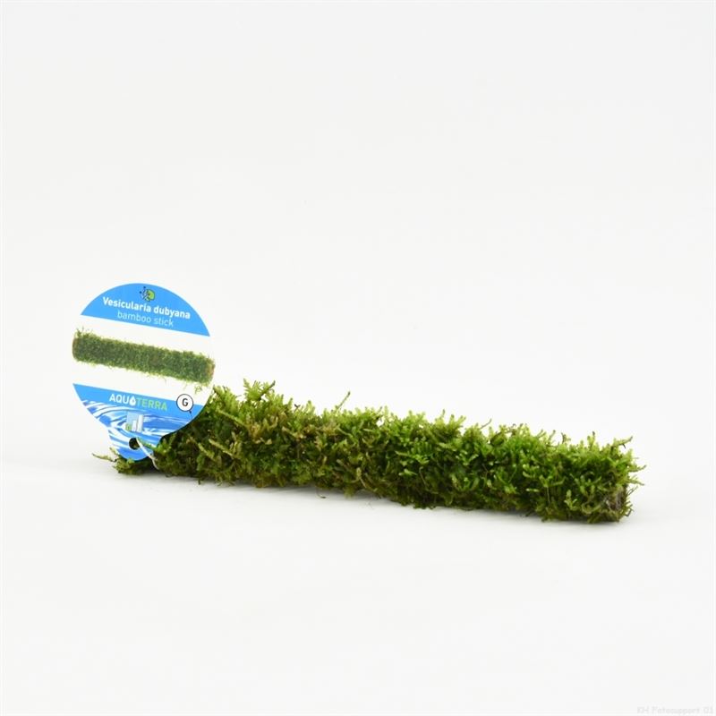 Bamboostok met javamos 20 cm