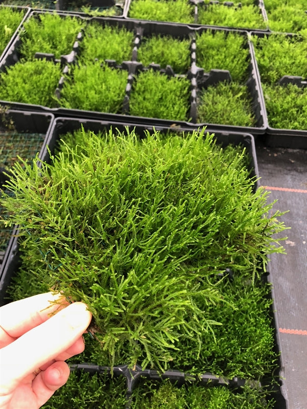 Javamos op stalen net