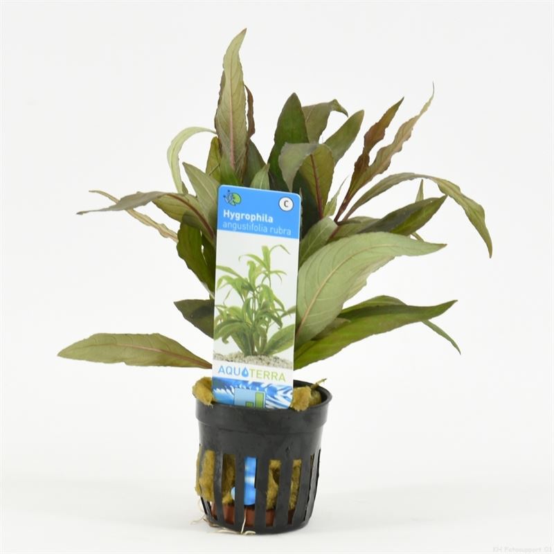 Hygrophila angustifolia rubra