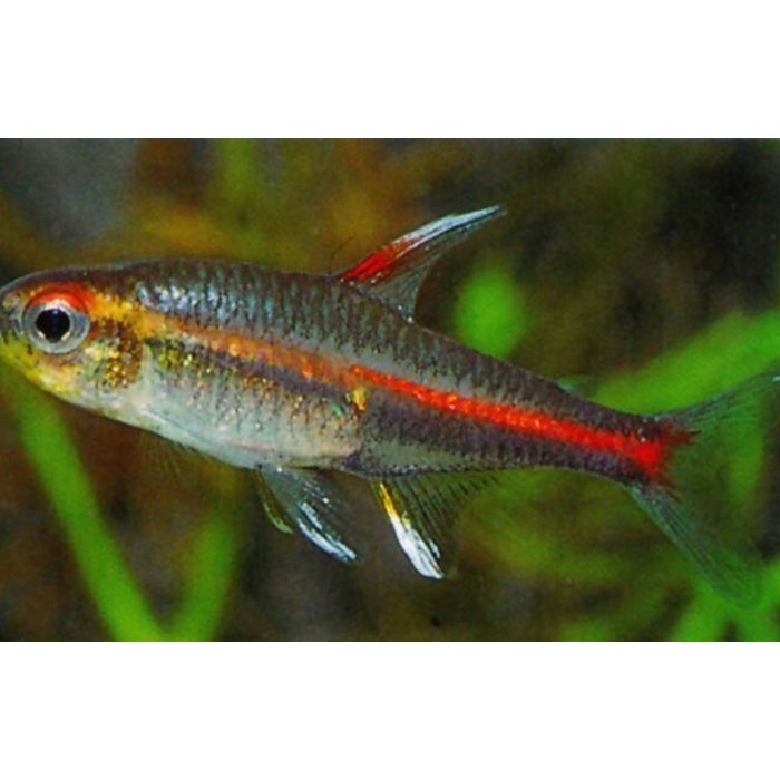 Hemigrammus Erythrozonus / Feuer-Neon