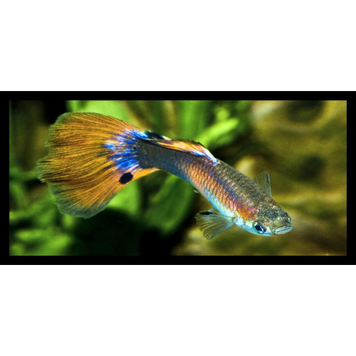 Poecilia reticulata Gup Man Platinum Orange