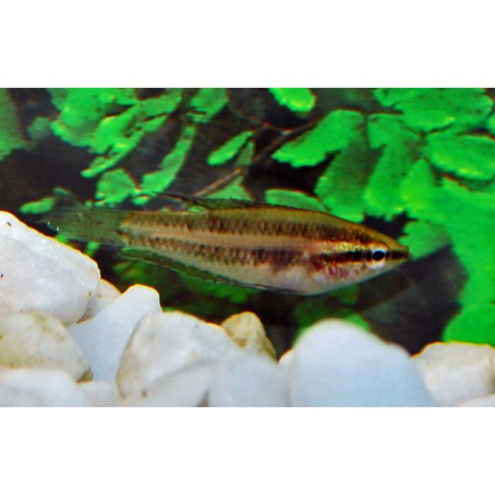 Parosphromenus Linkei / Prachtgoerami Linkei