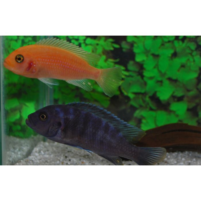 Pseudotropheus Zebra Red OB