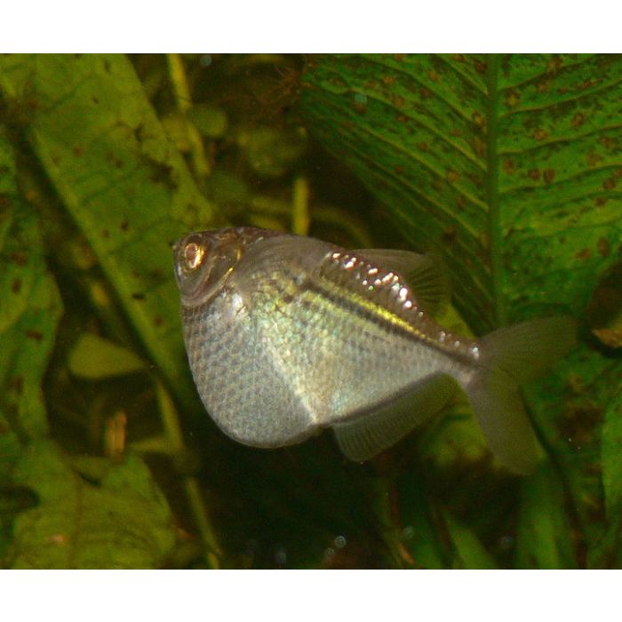 Gasteropelecus Sternicla / Blanke Bijlzalm Guyana