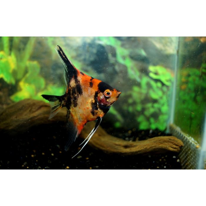 Pterophyllum scalare Maanvis Koi Roodwang