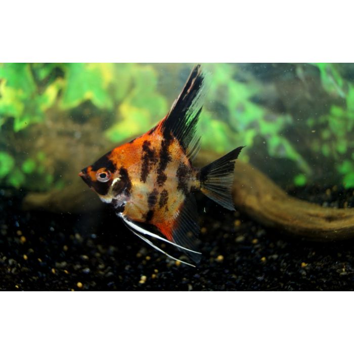 Pterophyllum scalare Maanvis Koi Red King