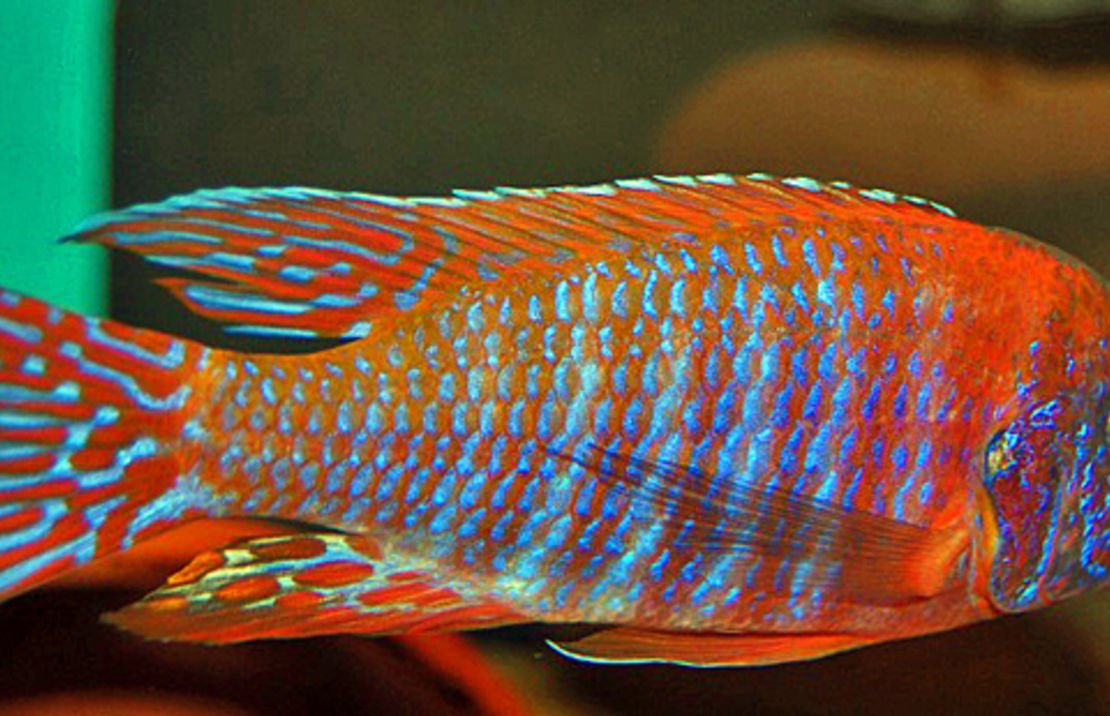 Aulonocara Rubescens Keizerbaars Ruby Red