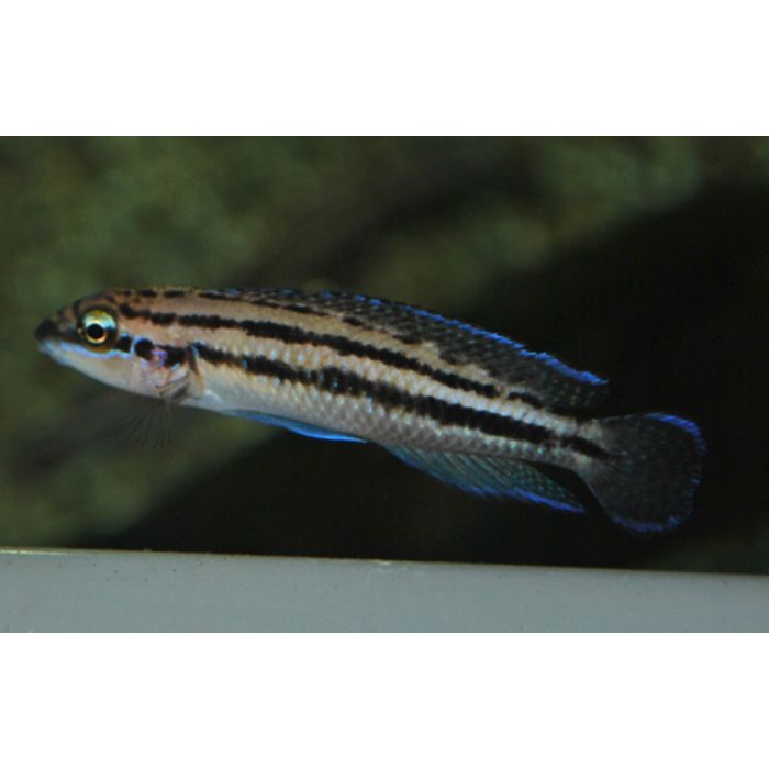 Julidochromis Dickfeldi Tanganyika Cichlide