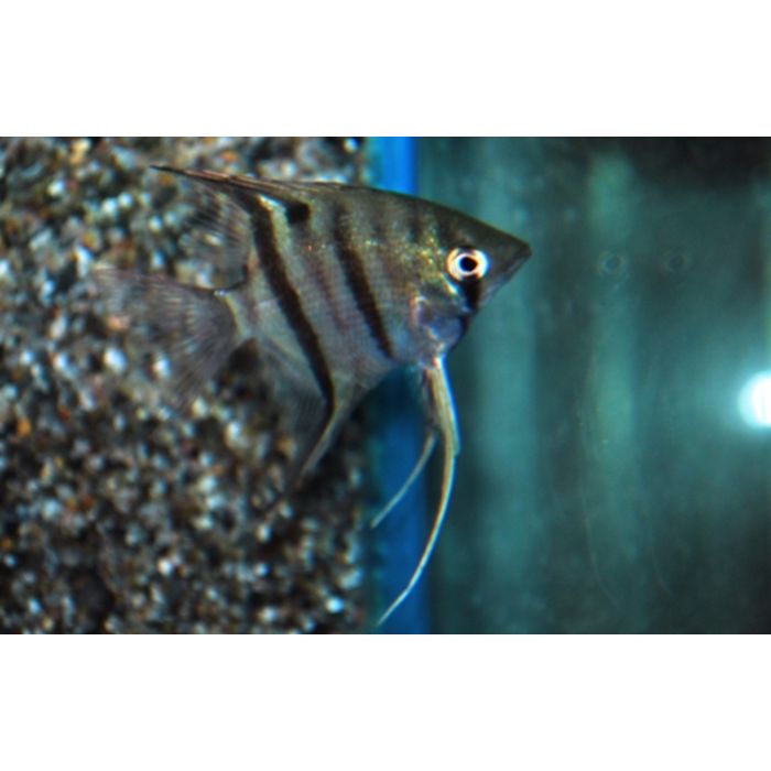 Pterophyllum scalare Maanvis Leopoldi