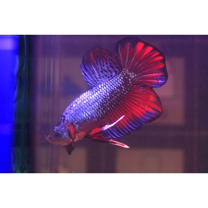 Betta Splendens Betta Plakat