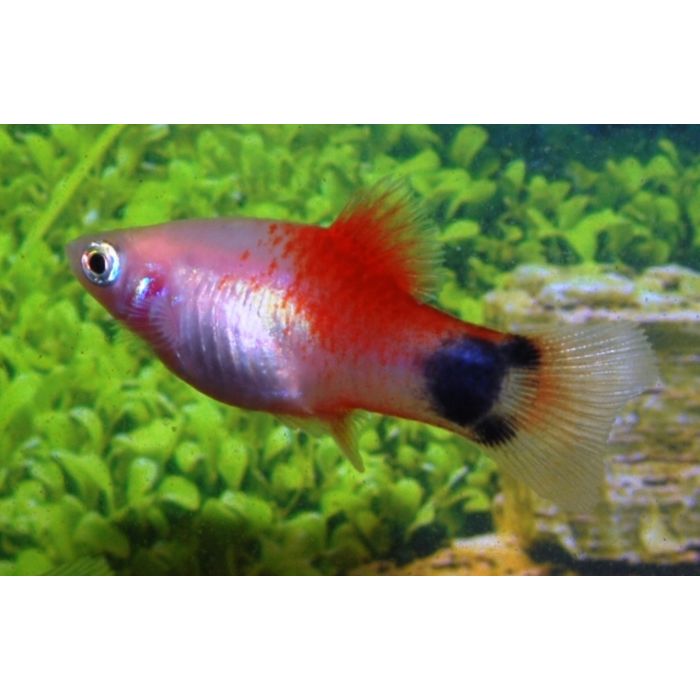 Xiphophorus Maculatus Platy Mickey Mouse White