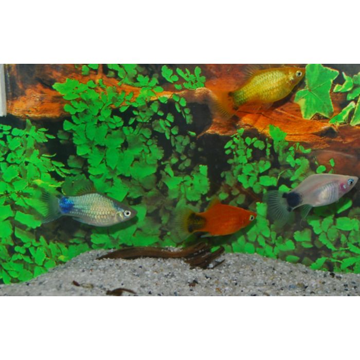 Xiphophorus Maculatus Platy Mickey Mouse Mix