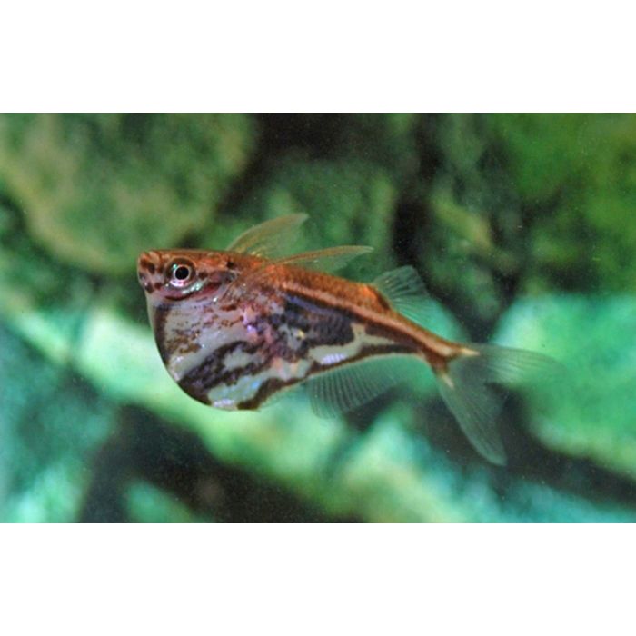 Carnegiella Strigata Fasciata