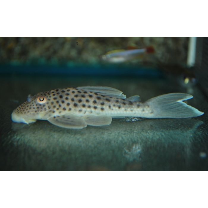 Ancistomus Snethlageae / Ghost Pleco L141