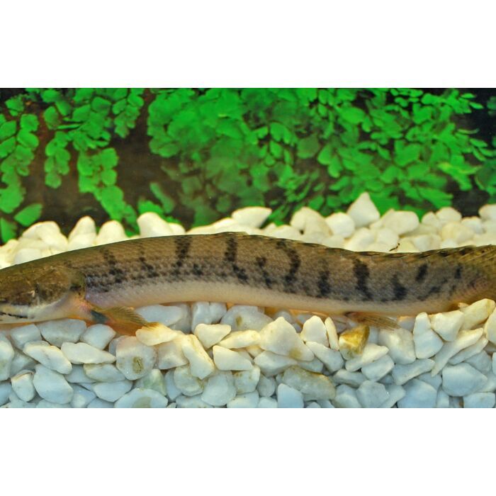 Polypterus Weeksii / Kwastvinsnoek Weeksii