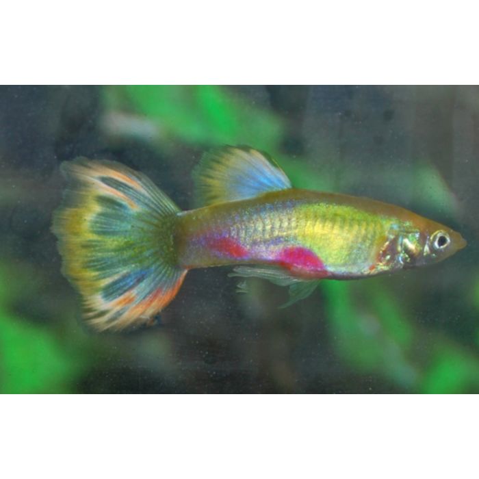 Poecilia reticulata Gup Man Blond Parrot Male M