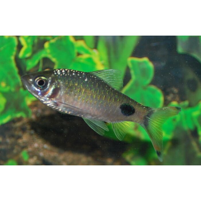 Dawkinsia Filamentosa M/L Barbeel Filamentosa