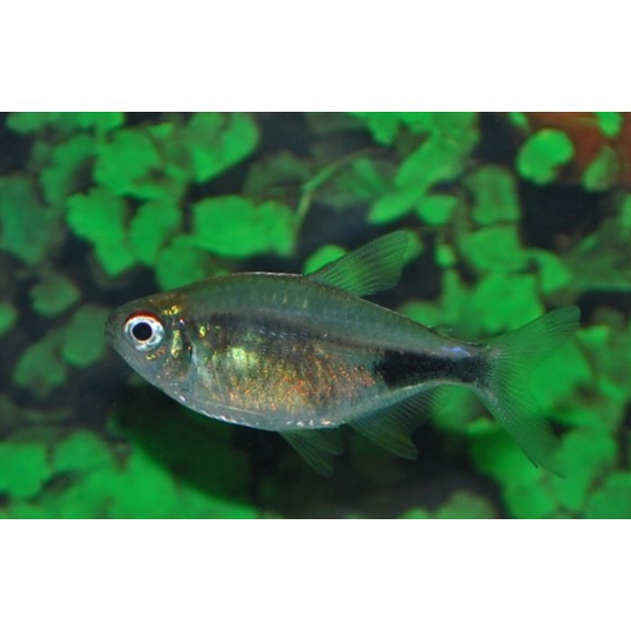 Hemigrammus Pulcher / Karbonkelzalm