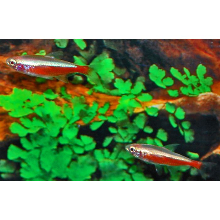 Paracheirodon Axelrodi Gold / Kardinaaltetra Goud