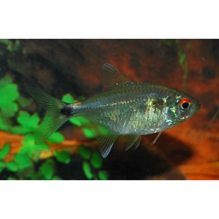 Hemigrammus Ocellifer / Lichtvisje