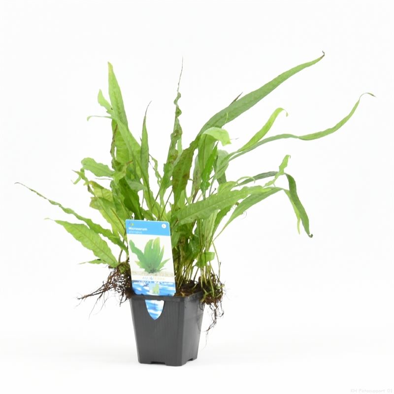 Microsorum pteropus (P9)