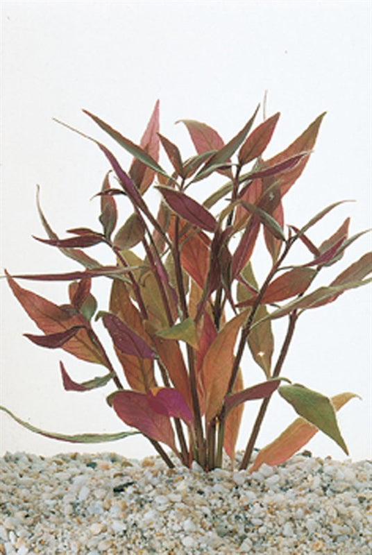 Alternanthera reineckii minima