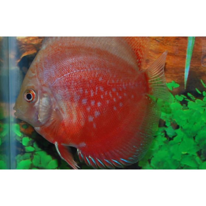 Rood-witte Discus Symphysodon Aeq.red-white