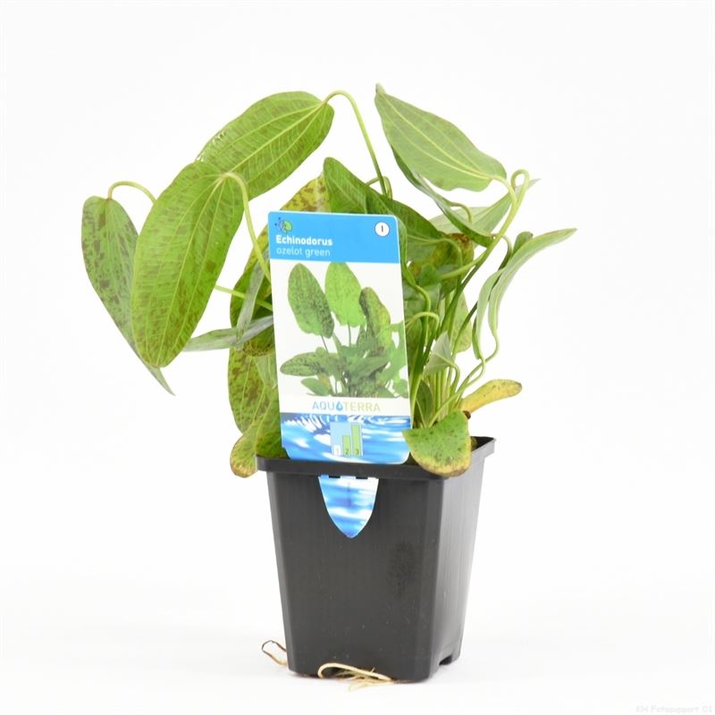 Echinodorus ozelot groen (P9)