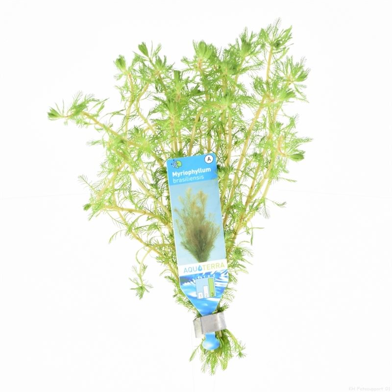 Myriophyllum brasiliensis (Bos)