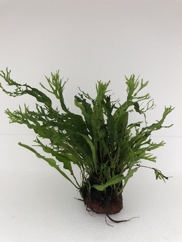 Lavasteen met microsorum specie