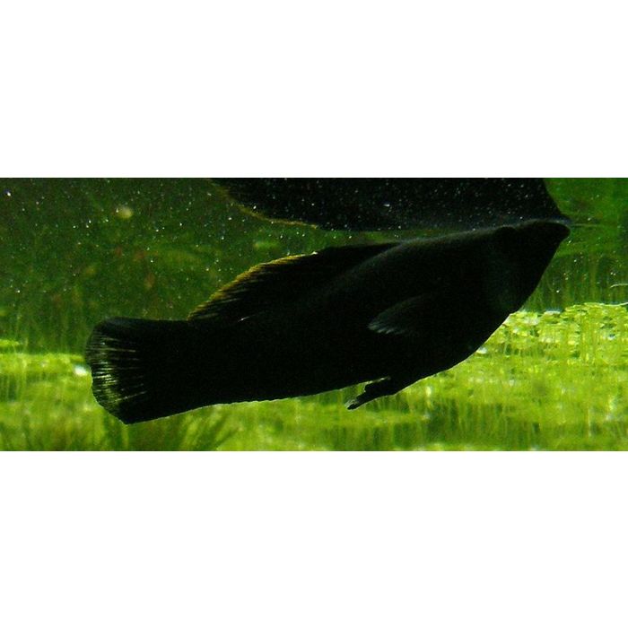 Poecilia Sphenops Black Molly