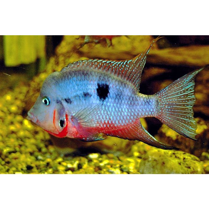 Cichlasoma / Thorichthys Meeki