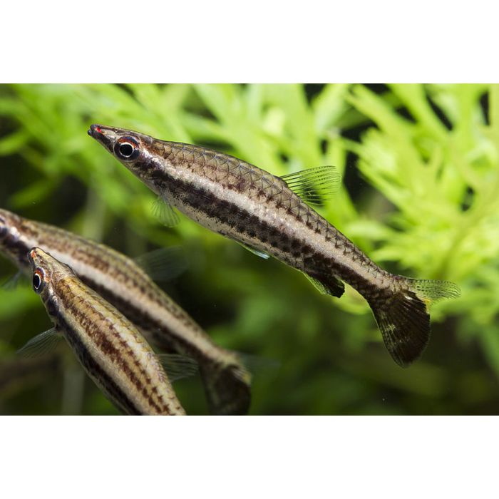 Nannobrycon Nannostomus Eques / Potloodvisje