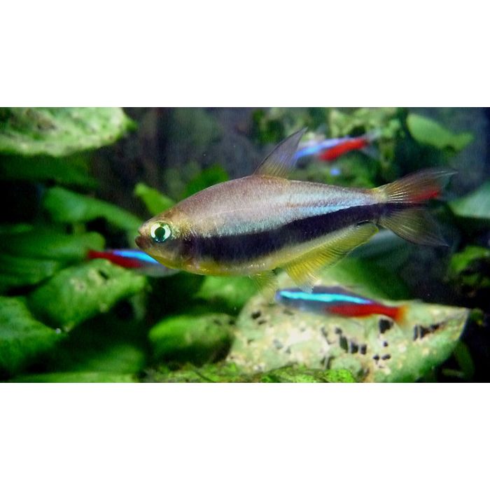 Nematobrycon Palmeri Keizertetra