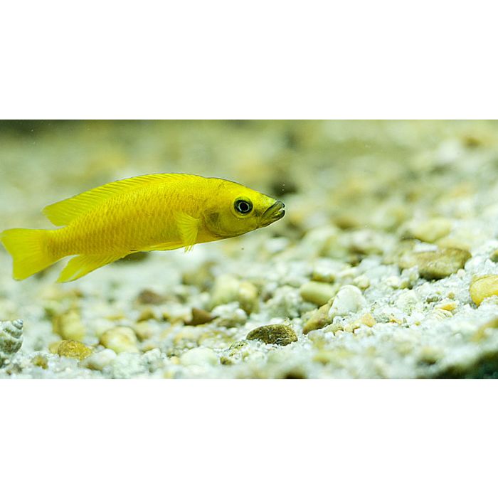 Neolamprologus Leleupi