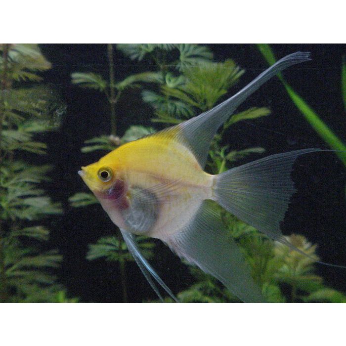 Pterophyllum scalare Maanvis Koi Goudkop Roodwang