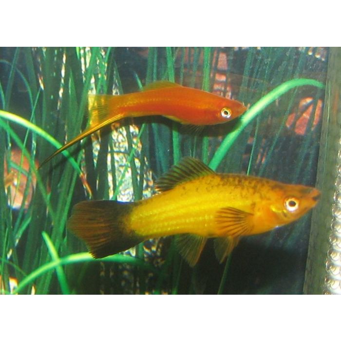 Xiphophorus Helleri Marble / Zwaarddrager Marmer