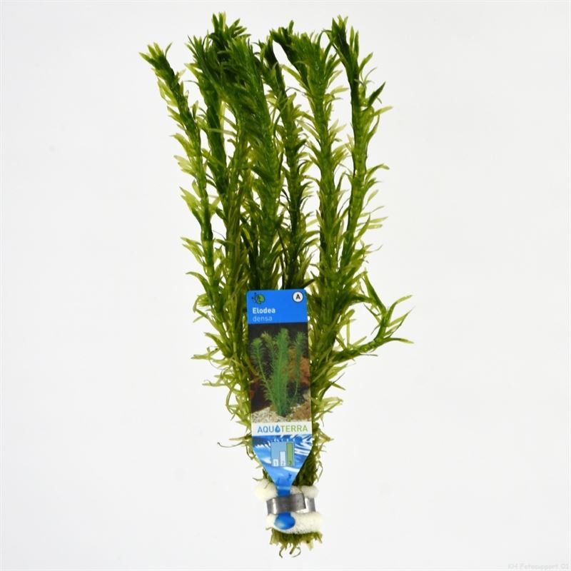 Elodea densa (Bos)