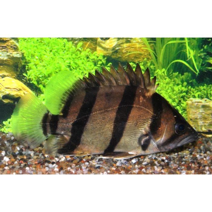 Datnioides Microlepis / Indonesischer Tigerbarsch